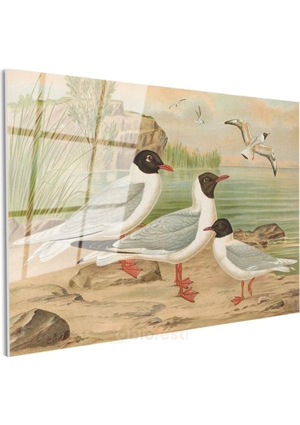 Anonim - Sahildeki Martılar Cam Tablo modelleri