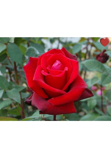 3 Adet Gül Fidanı (Kırmızı) Kokulu Yediveren 10-20 cm