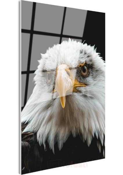Amerikan Kartalı - Siyah Zeminde Keskin Bakışlı Portre Cam Tablo