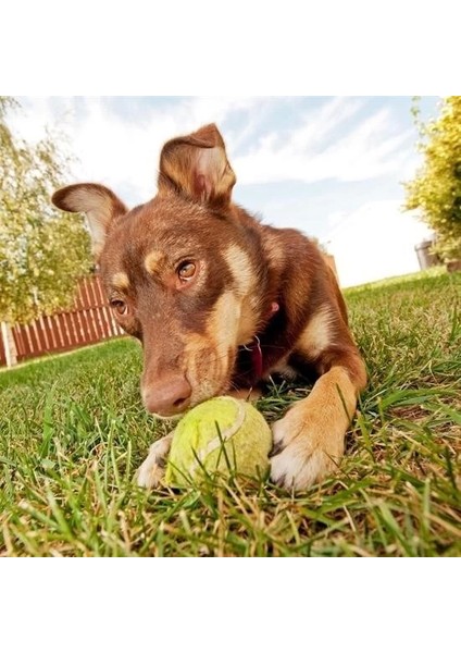 3lü Renkli Desenli Tenis Topu Kedi Köpek Oyuncağı