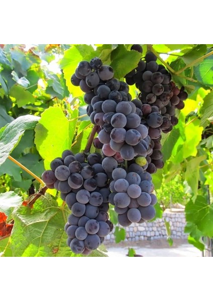 5 Adet 2 Yaş Kokulu Siyah Isabella Üzüm Fidanı Paketi