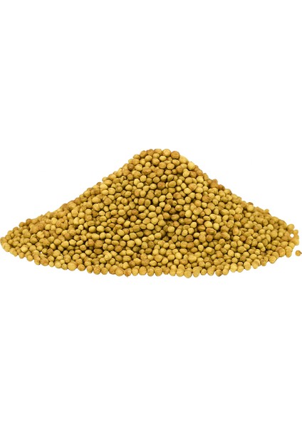 Tane Kişniş (50gr), Doğal, Katkı Maddesiz Tane Kişniş, Kişniş Tane, Lüks Kalite Yerli Tane Kişniş modelleri