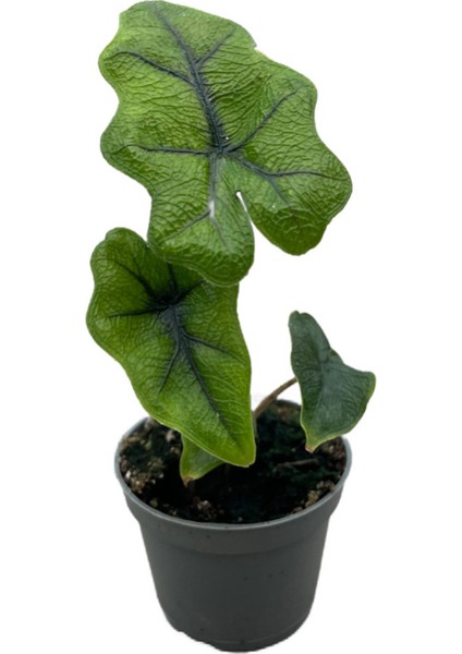Alocasia Jacklyn (Fil Kulağı)