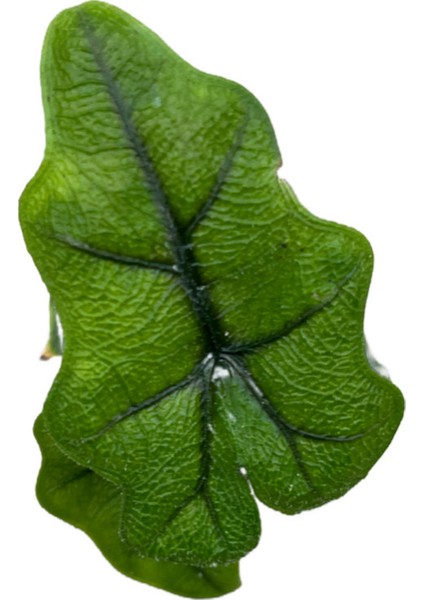 Alocasia Jacklyn (Fil Kulağı) fiyatları