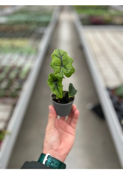 Alocasia Jacklyn (Fil Kulağı) modelleri