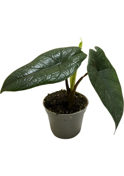Alocasia Scalprum (Fil Kulağı)