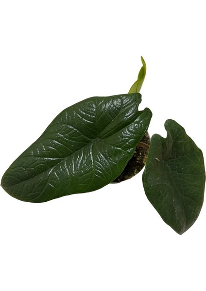 Alocasia Scalprum (Fil Kulağı)