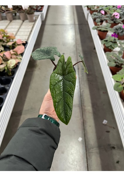 Alocasia Scalprum (Fil Kulağı)