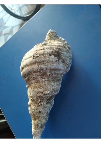 Ekru Deniz Kabukları, Doğal Dekor ve Takı Malzemesi fiyatları