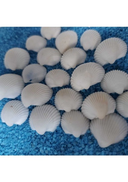 Karışık 75GR Deniz Kabukları, Teraryum ve Akvaryum Süsü, 1,5-2,5cm, Ufak Çeşitler