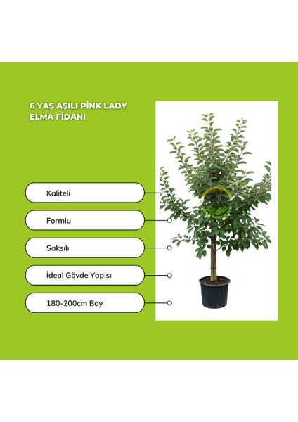 6 Yaş Aşılı Pink Lady Elma Fidanı fiyatları
