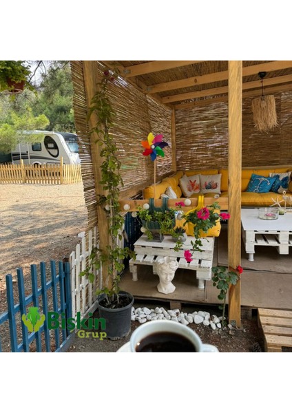 Doğal bambu kamış hasır bahçe ve balkon çiti, 130x300 cm, kahverengi fiyatları