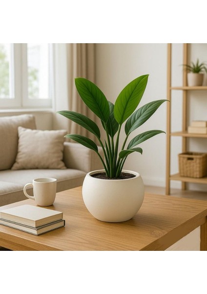 So-Kurs1 Dekoratif Modern Yuvarlak Küre Saksı 7.5 Litre No 1