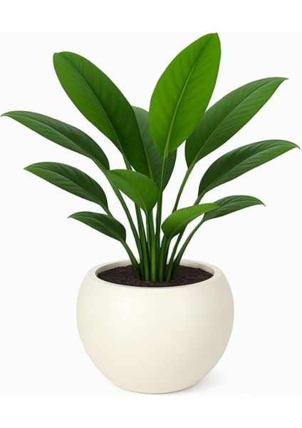 So-Kurs1 Dekoratif Modern Yuvarlak Küre Saksı 7.5 Litre No 1 fiyatları