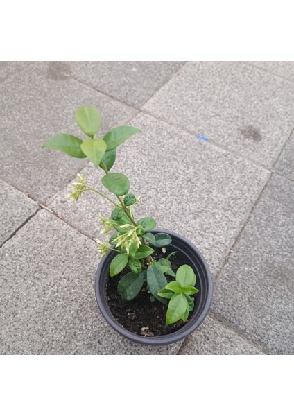 Arap Yasemini Fidesi Saksıda Mis Kokulu Sarmaşık 10-20 cm