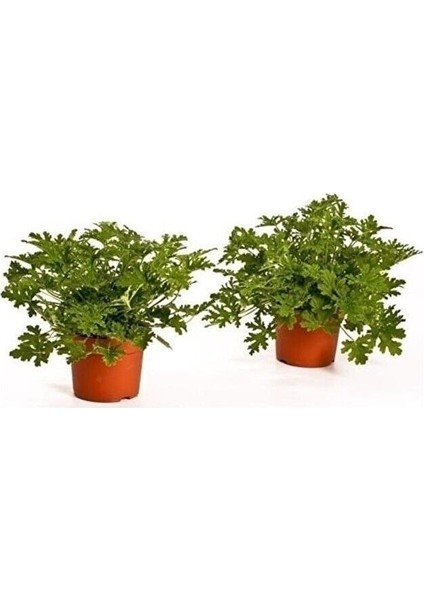 Itır Çiçeği Mis Kokulu Gül Damlası Çiçeği 2 Adet 10- 20 cm