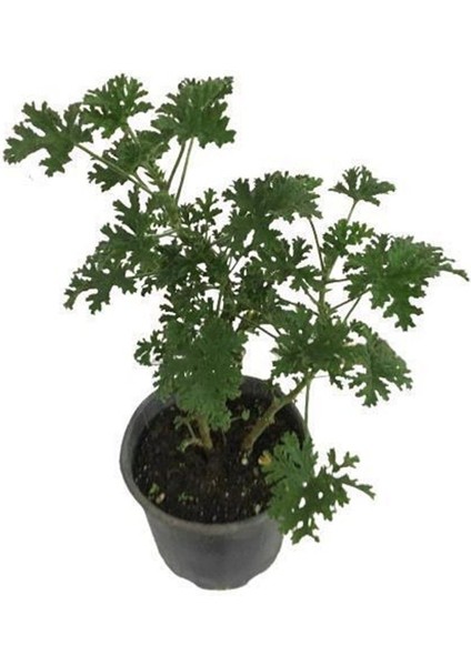 Itır Çiçeği Mis Kokulu Gül Damlası Çiçeği 2 Adet 10- 20 cm fiyatları