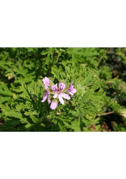 Itır Çiçeği Mis Kokulu Gül Damlası Çiçeği 2 Adet 10- 20 cm modelleri