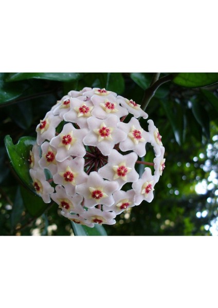 Mum Çiçeği Fidanı Saksılı 10-20 cm