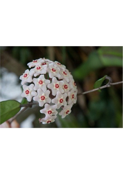 Mum Çiçeği Fidanı Saksılı 10-20 cm