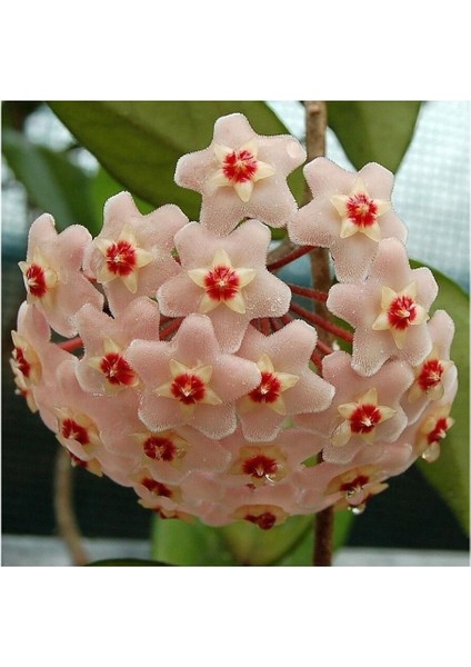 Mum Çiçeği Fidanı Saksılı 10-20 cm