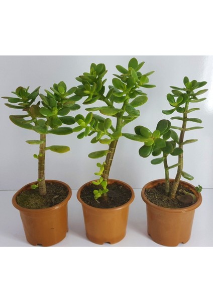 Bonsai Crassula Ovata Para Ağacı Fidanı 8 cm Saksıda (1 Adet )