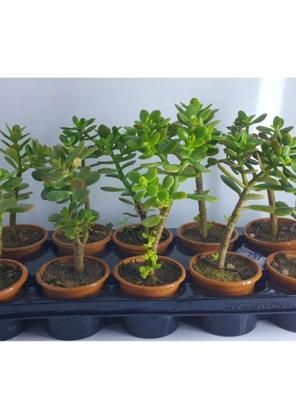 Bonsai Crassula Ovata Para Ağacı Fidanı 8 cm Saksıda (1 Adet )