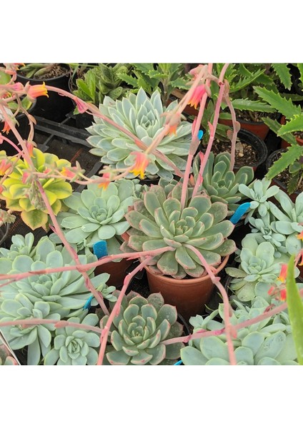 Elegans Echeveria Skulent Fidanı 10-20 cm