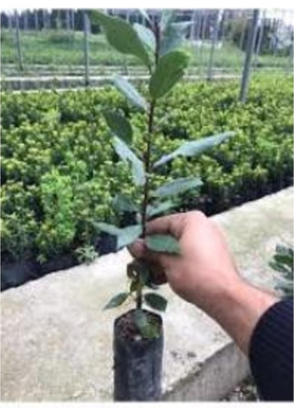 Yeşil Defne Fidanı Tüplü 20-30 cm