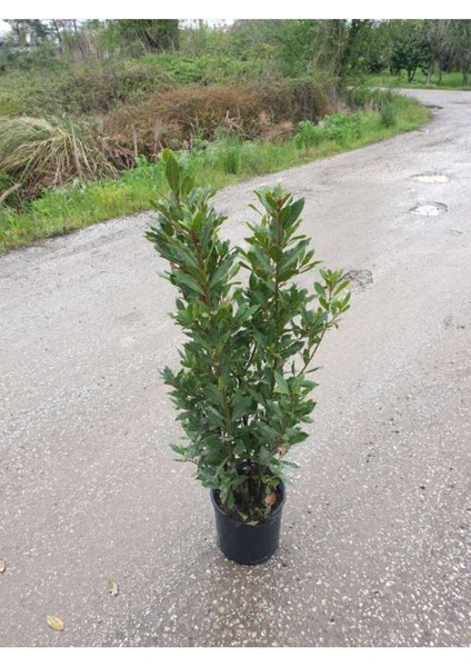 Yeşil Defne Fidanı Tüplü 20-30 cm