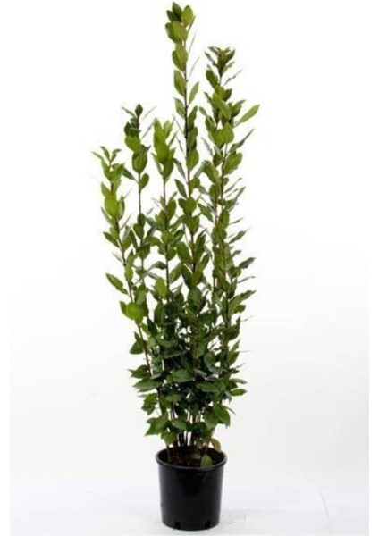 Yeşil Defne Fidanı Tüplü 20-30 cm
