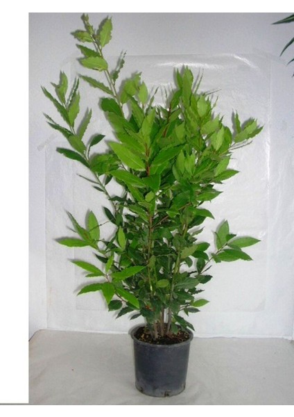 Yeşil Defne Fidanı Tüplü 20-30 cm