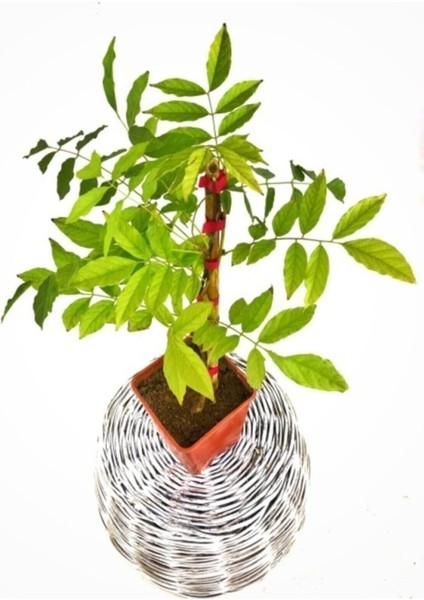 Mor Salkım Çiçeği Sarmaşık ( Wisteria Sinensis) 40-50 cm fiyatları