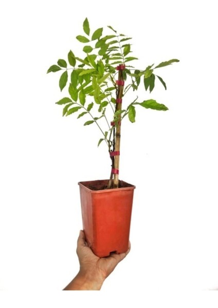 Mor Salkım Çiçeği Sarmaşık ( Wisteria Sinensis) 40-50 cm modelleri