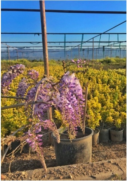 Mor Salkım Çiçeği Sarmaşık ( Wisteria Sinensis) 40-50 cm fırsatları