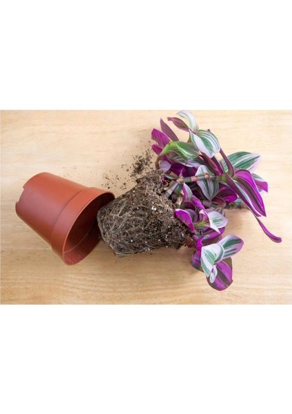 Pembe Telgraf Çiçeği Tradescantia Nanouk 15-25 cm fiyatları