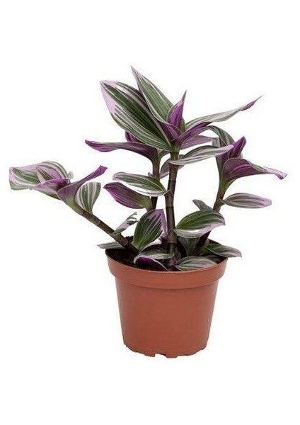 Pembe Telgraf Çiçeği Tradescantia Nanouk 15-25 cm modelleri