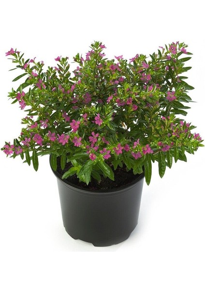 Kufeya Fidanı (Cennet Çiçeği) Pembe 10-20 cm