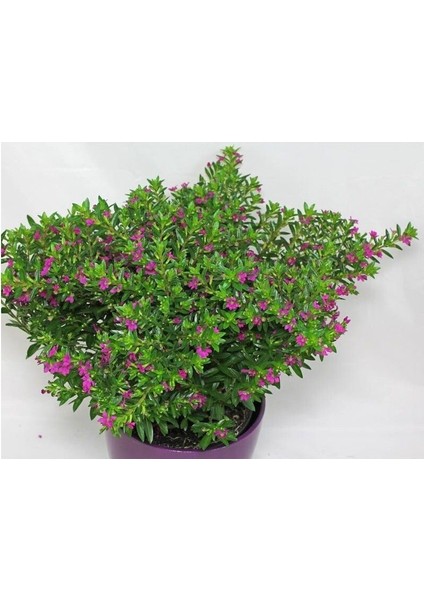 Kufeya Fidanı (Cennet Çiçeği) Pembe 10-20 cm