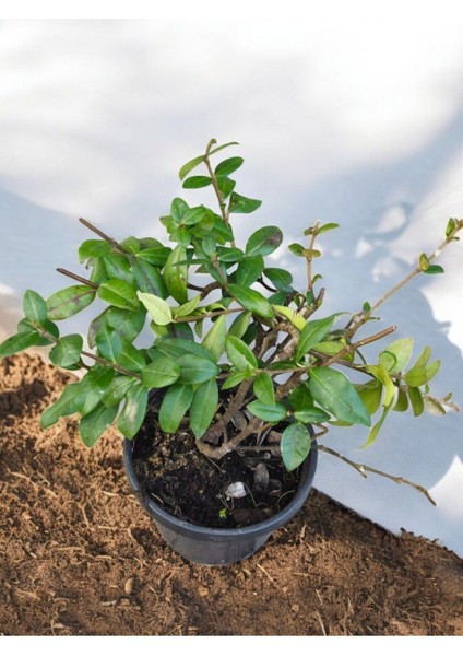 Kokulu Arap Yasemini Sarmaşığı 10-20 cm