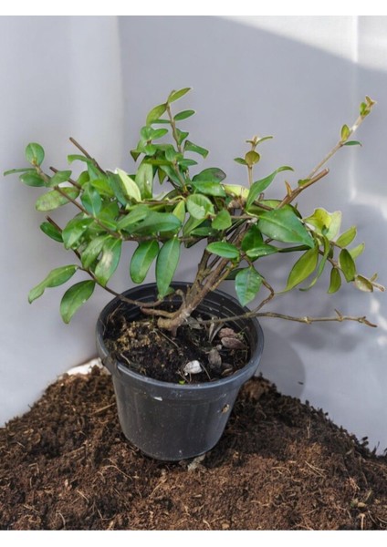 Kokulu Arap Yasemini Sarmaşığı 10-20 cm fiyatları