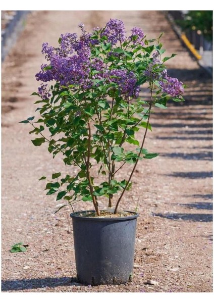 Kokulu Leylak Çiçeği Fidanı 1 Adet 40-80 cm (Syringa) fiyatları
