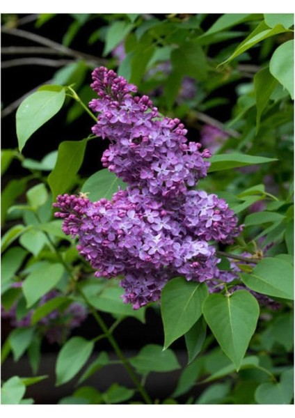 Kokulu Leylak Çiçeği Fidanı 1 Adet 40-80 cm (Syringa) modelleri