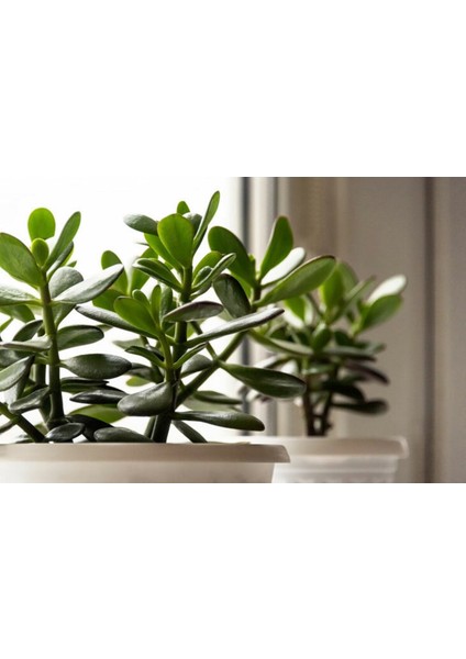 Para Ağacı Çiçeği Fidanı Kaktüs Sukulent 10-20 cm