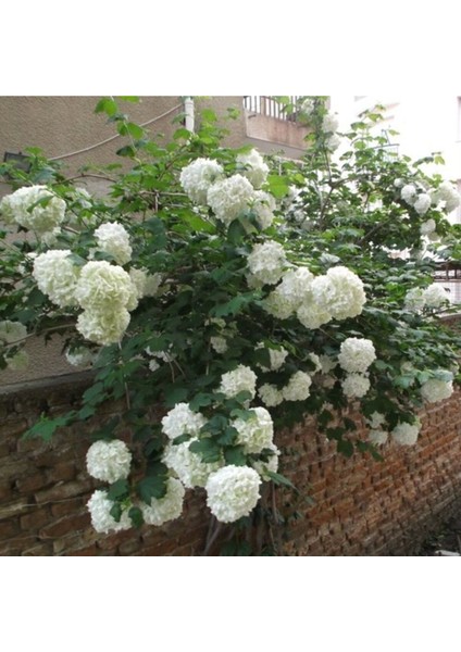 Kartopu Çiçeği (Viburnum Lucidum) Fidanı 40-80 cm