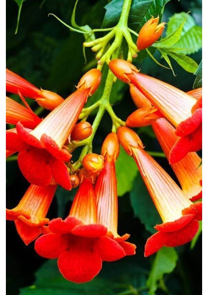 Acem Borusu - Campsis Radicans 30-60 cm