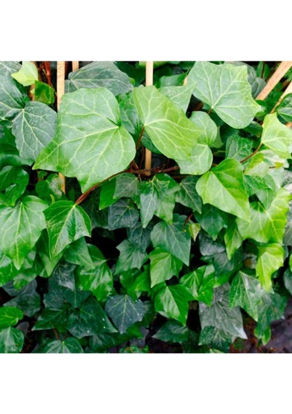 Kaya Sarmaşığı Hedera Duvar Sarmaşığı Fidanı 10-20 cm