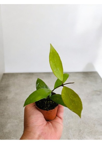Sarı Kırmızı Mum Çiçeği Fidanı 10-20 cm