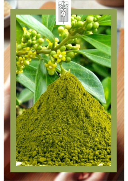 Gurmar (Gymnema Sylvestre) Tozu 100 gr, Premium Gurmar Powder | Vegan | Katkısız modelleri