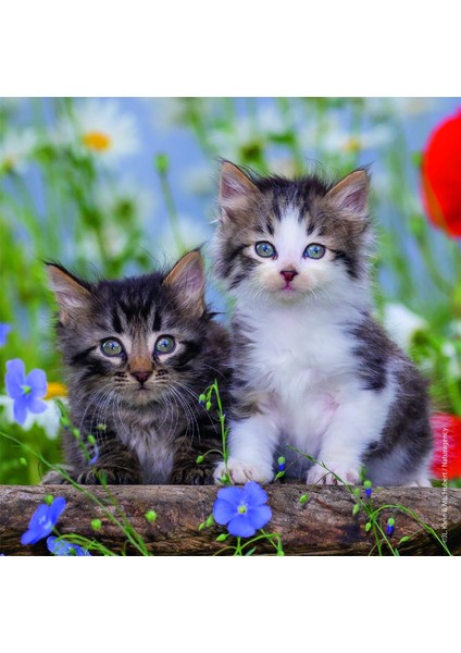 - 3 x 49 Parça Puzzle Tiger Babies (80465)